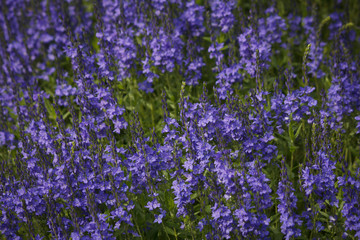 Beautiful violet colored speedwell blooms 