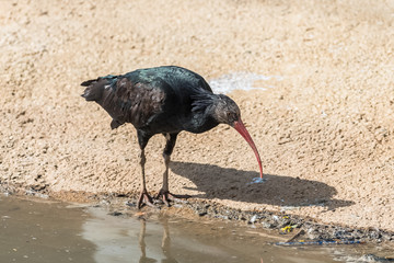 Obraz premium Glossy ibis, Plegadis falcinellus, beautiful bird 