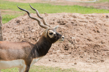 close-up of antelope in nature