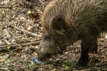 Wild pig in the woods