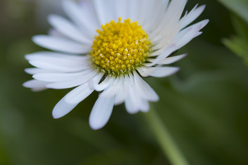 White daisy flower in bloom on a green garden