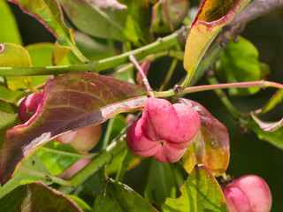 Riping fruit on European or common spindle, Euonymus europaeus, close-up with bokeh, selective focus, shallow DOF