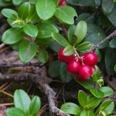 Vaccinium vitis-idaea, Ripe cowberry, small bush with berries and leaves macro, selective focus, shallow DOF