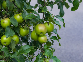 Red apples riping on branch in sunlight, selective focus, shallow DOF