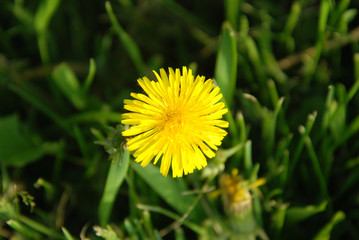 Yellow Blooming Dandelions Groething on Green Grass field. top View. spring time.