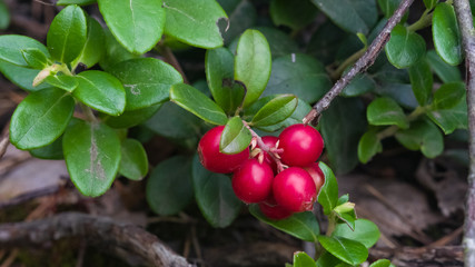 Vaccinium vitis-idaea, Ripe cowberry, small bush with berries and leaves macro, selective focus, shallow DOF