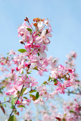 Natural Spring Cherry Blossoms, pink flowers over Blue Sky. Summer Garden. Botanical Garden. Chisinau, Republic of Moldova.