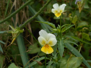 Obraz premium Stiefmütterchen Blüte
