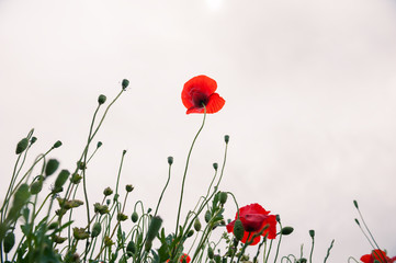 Fototapeta premium Czerwone kwiaty maku na wiosnę.