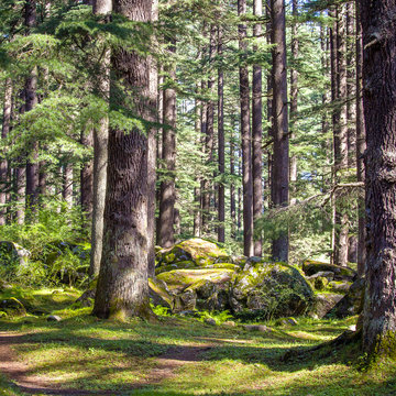 Pine trees forest at Manali, Himachal Pradesh, India