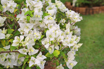 White bougainvillea paper flower in the garden.