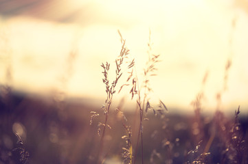 Wild grasses in a field at sunset. Selective focus, vintage filter