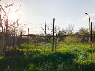 Spring weather, sunny sky, flowering trees in the village.