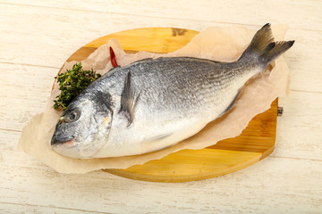 raw dorada fish