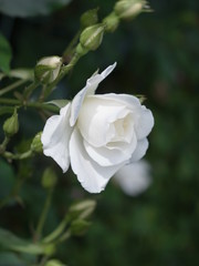 白いバラの花
