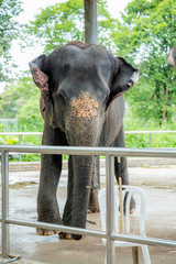 Fototapeta na wymiar Thai elephant ,