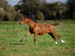 Running Foal