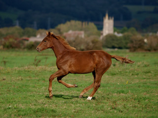 Obraz premium Running Foal