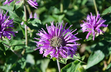 Fototapeta premium Glacier Nationalpark