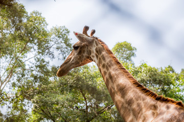 Giraffe in the zoo , thailand