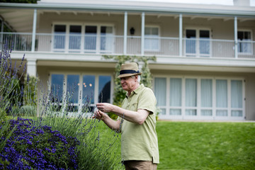 Senior man checking lavender