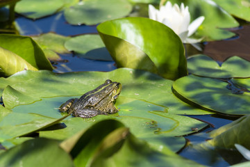 Green Frog and White Water Lily