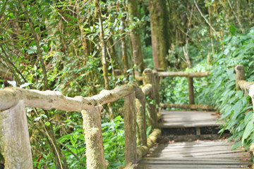 Wooden bridge with moss in Ang ka nature trail at doi inthanon National park  Chiang Mai,Thailand