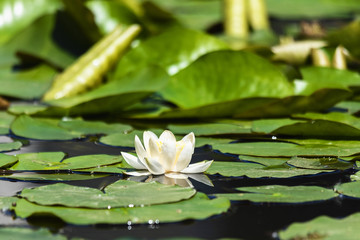 Green Frog and White Water Lily