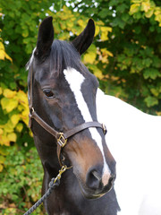 Obraz premium Horse Head Shot