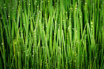 background of green sprouts of wheat with drops of dew