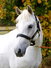 Obraz premium Horse Head Shot