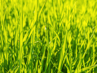 Green Grass Closeup