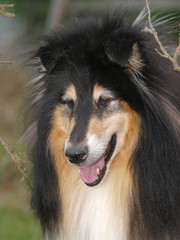 Fototapeta premium Collie Dog