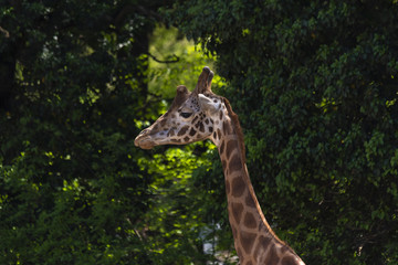 Giraffe in front of a natural green background