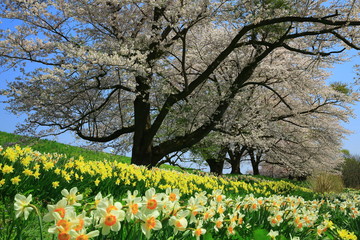 Obraz premium 桜と水仙