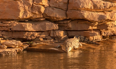 Crocodile au bord de la rivère  Tsiribihina