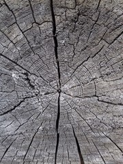 Дерево/ Годовалые кольца на старом распиле дерева - 203044766