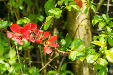 Biene in Zierquittenblüte