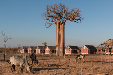Baobab au relais de Kirindy