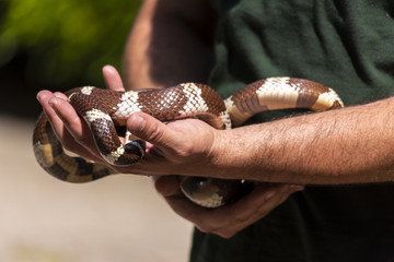 Fototapeta premium The man holds the snake in his arms, close up