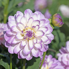 Fototapeta premium Dahlien, Dahlias