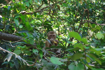 A little monkey looking at camera through leaves