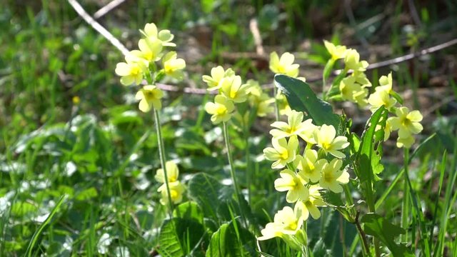 Schl&uuml;sselblumen am Waldrand mit Vogelgezwitscher