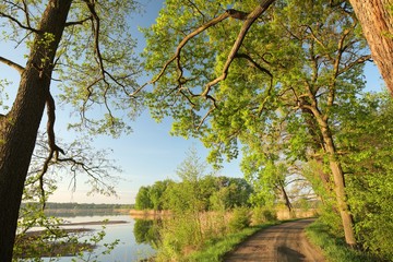Fototapeta na wymiar Spring trees on the edge of the lake in the morning