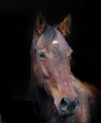 Fototapeta premium Bay Horse Head Shot