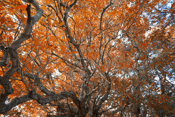 The view of tree in spring and leaves are turning red or Orange.