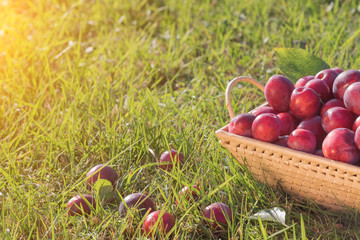 Plum harvest. Plums in the basket on the green grass.