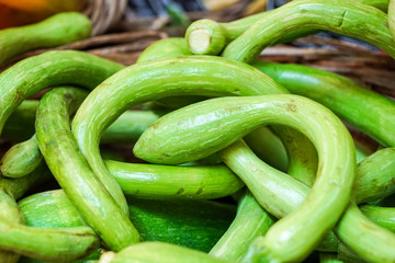 green pumpkins in farm during harvest season