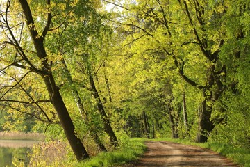 Country road on a spring morning