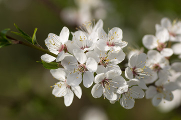 Blooming wild plum tree in daylight. 